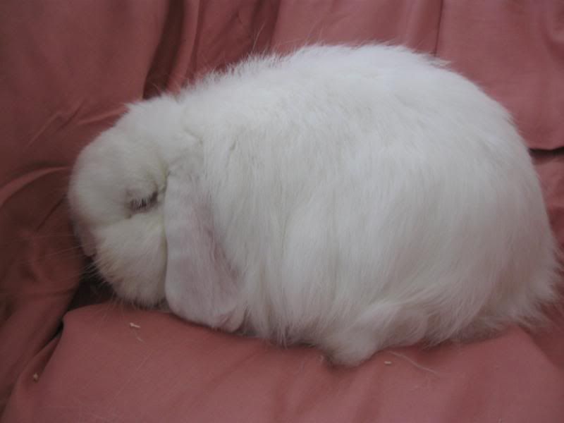 to my Cashmere Lop Site